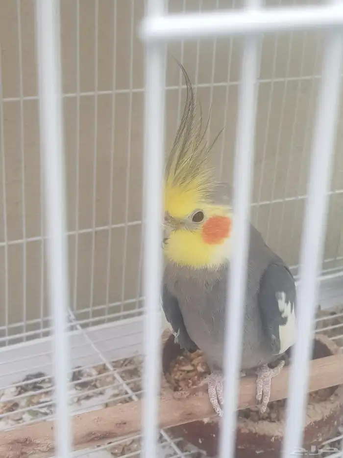 للبيع كروانات كوكتيل 1