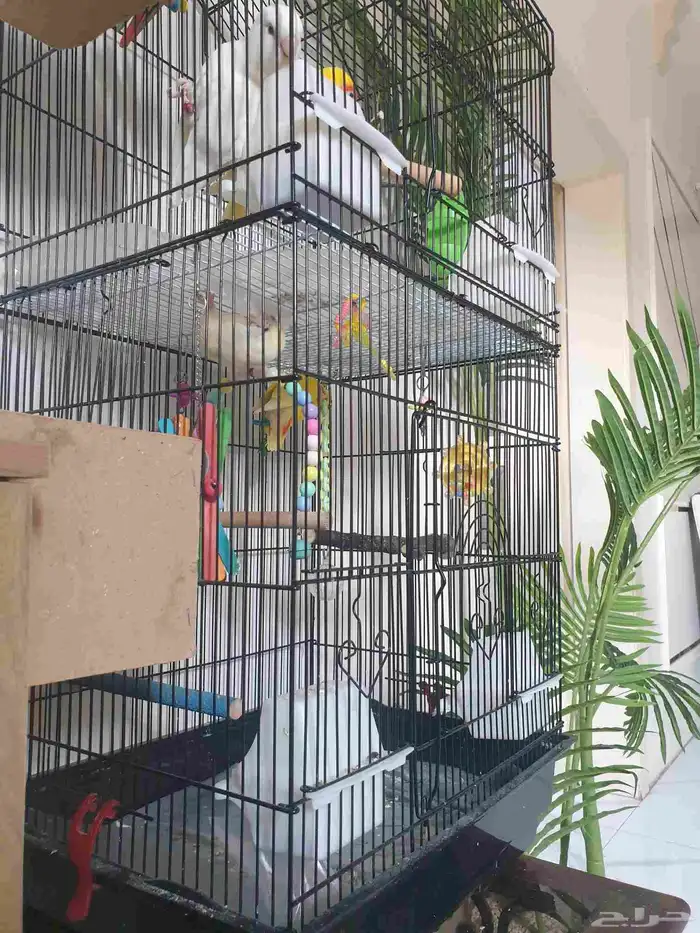 طيور روز مع قفص مرتب 3