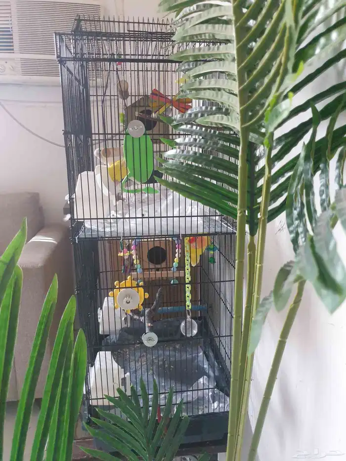 طيور روز مع قفص مرتب 2