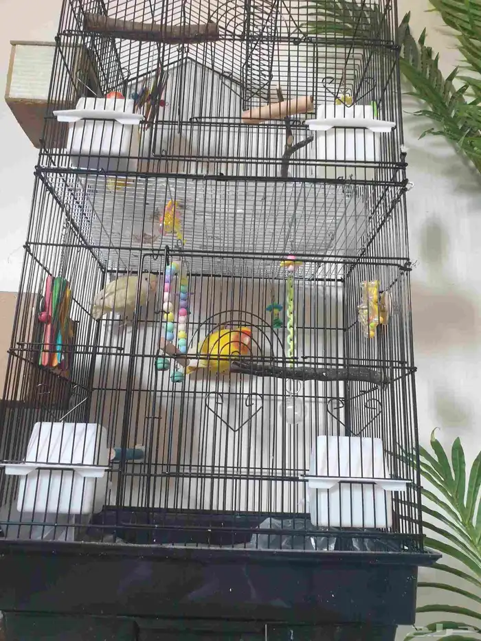 طيور روز مع قفص مرتب 1