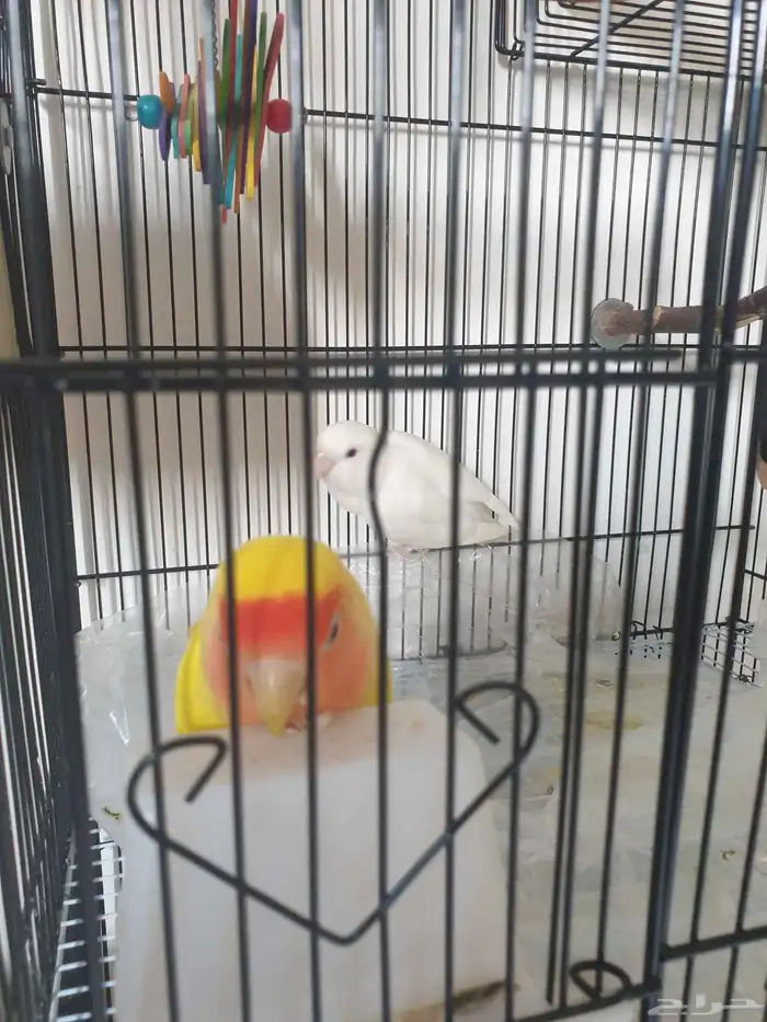 طيور روز مع قفص مرتب 4