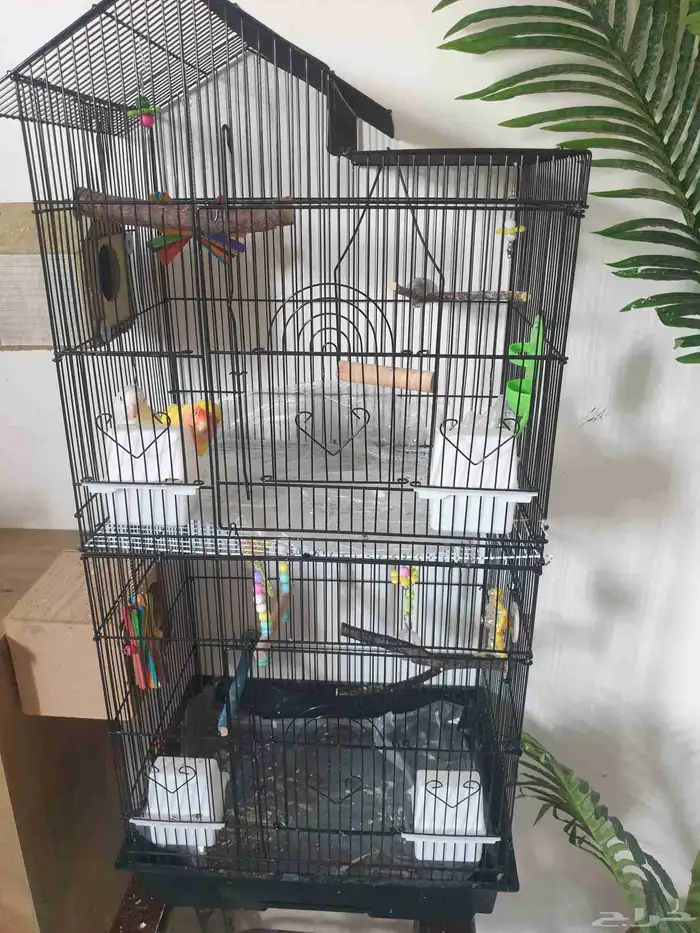 طيور روز مع قفص مرتب 0