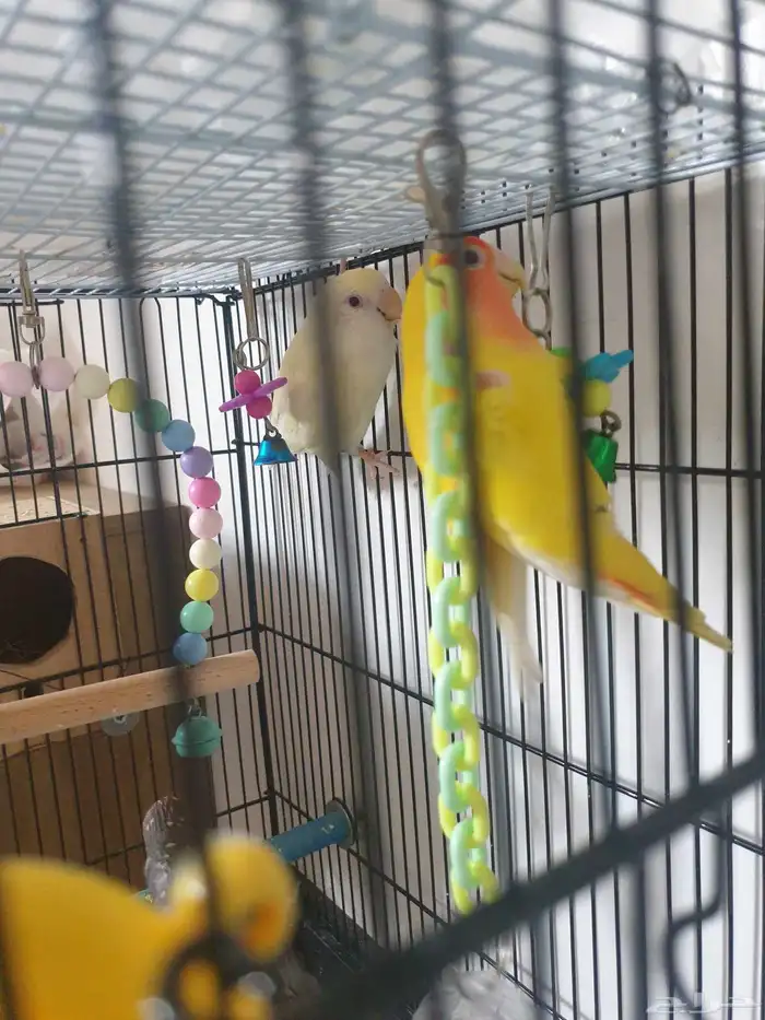 طيور روز مع قفص مرتب 5