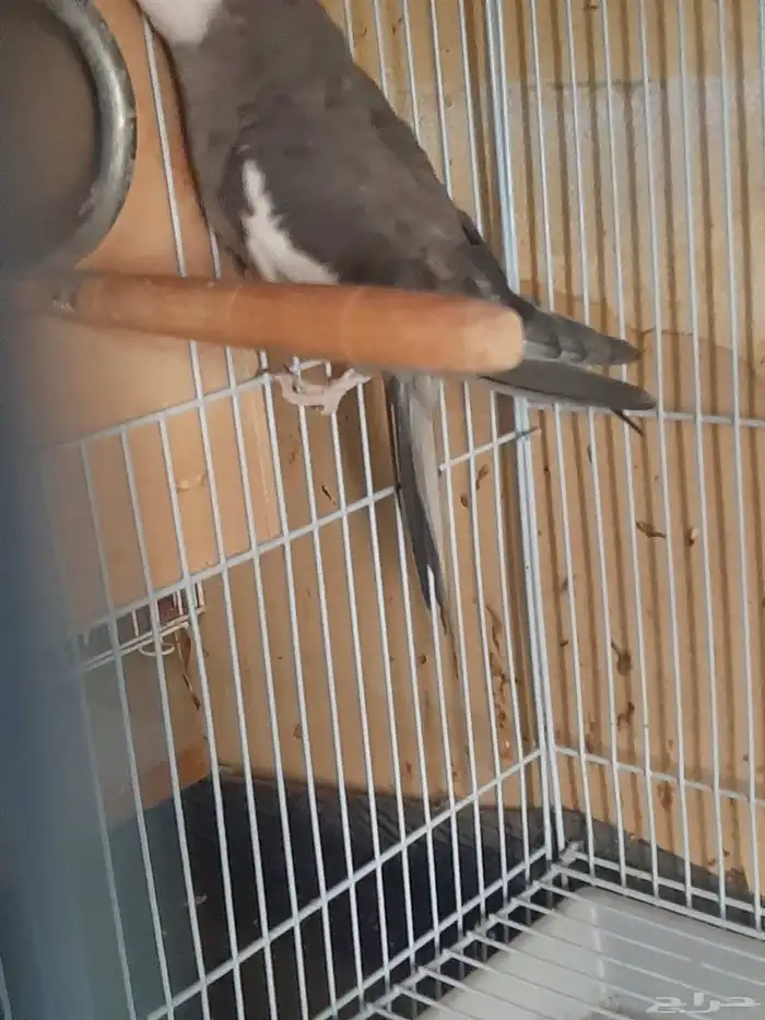 للبيع جوز كروان شرط الانتاج وذكر جاهز 1