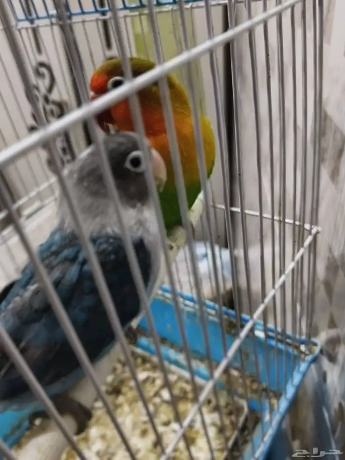 طيور روز و كنيور 2