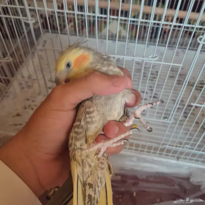 أنثى كروان منتجه 4