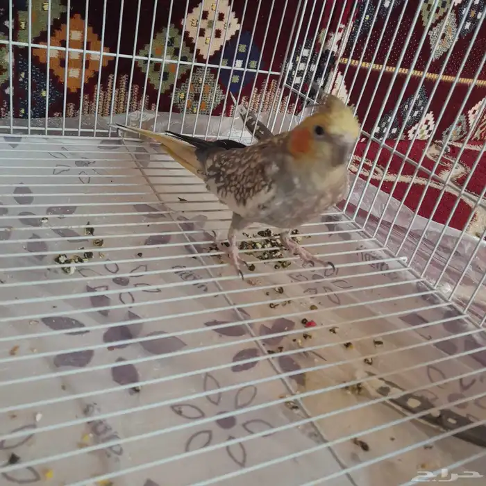 أنثى كروان منتجه 0