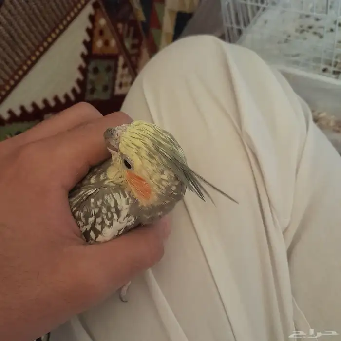 أنثى كروان منتجه 5