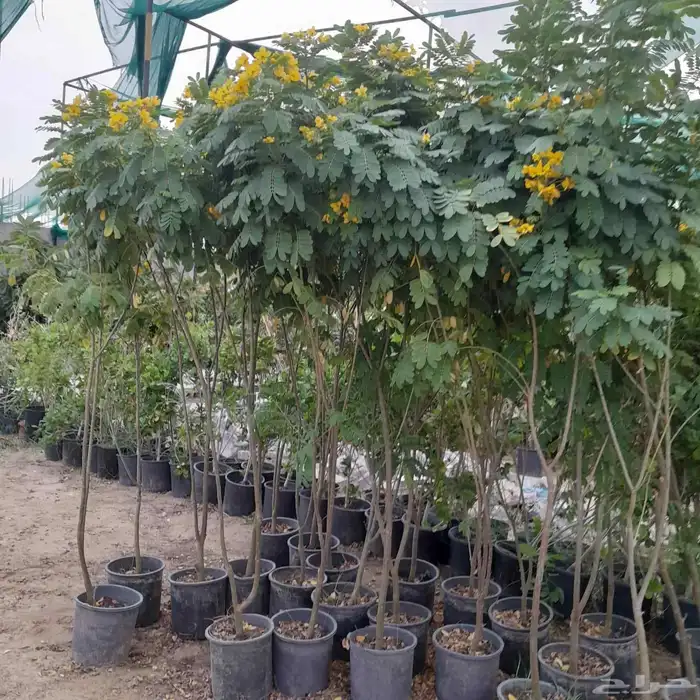 مشاتل الدمام للتنسيق الحدائق قمه في الابداع 7