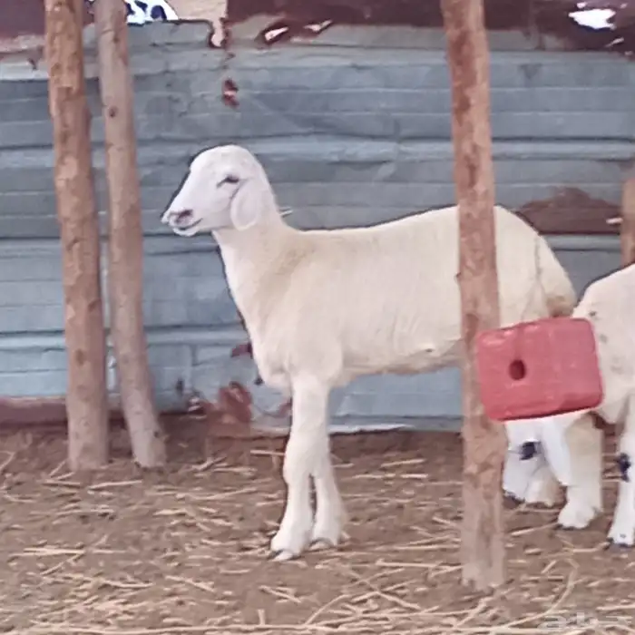 رخل حري العمر 4شهور تقريبا للبيع 0