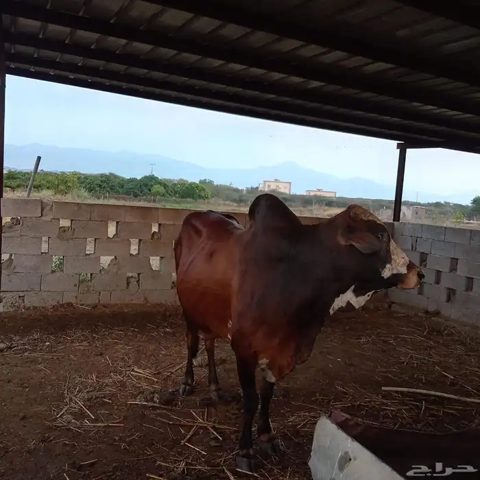 ثور فحل كفووو ماشاء الله تبارك 0