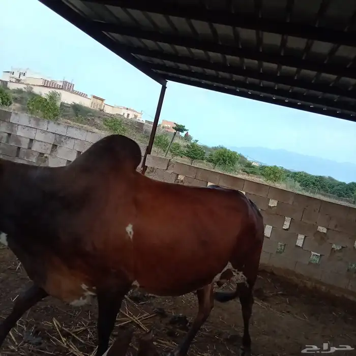 ثور فحل كفووو ماشاء الله تبارك 1