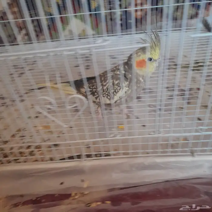 أنثى كروان منتجه 1