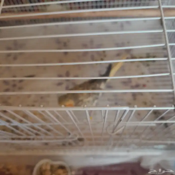 أنثى كروان منتجه 3