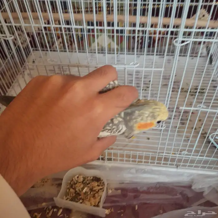 أنثى كروان منتجه 6