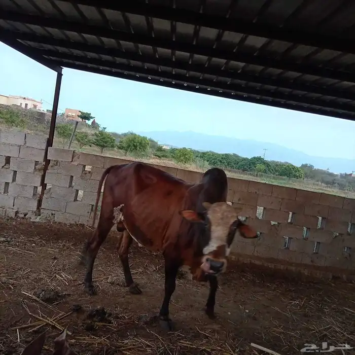 ثور فحل كفووو ماشاء الله تبارك 3