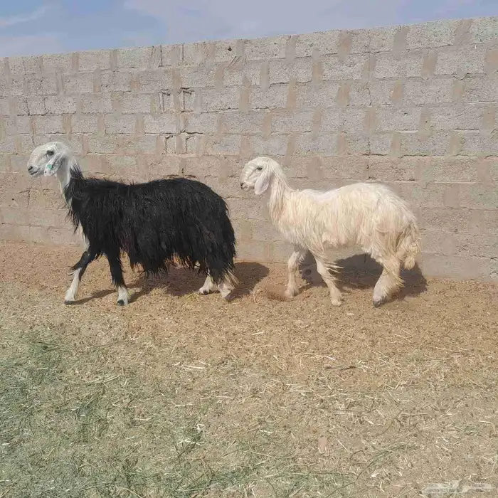 شياه نجد صنف صنف 2