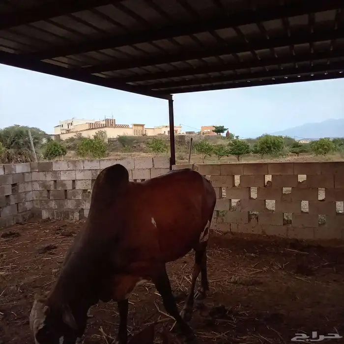 ثور فحل كفووو ماشاء الله تبارك 2