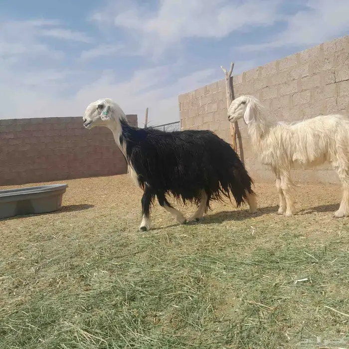 شياه نجد صنف صنف 1