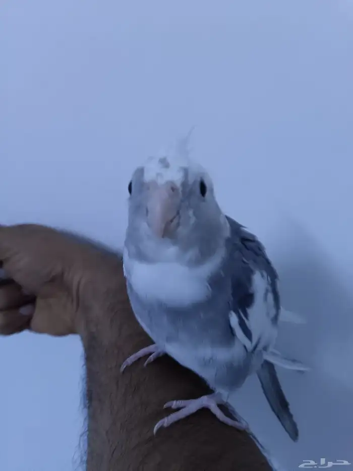 ذكر كروان هولندي ولوف مايعرف العض 1