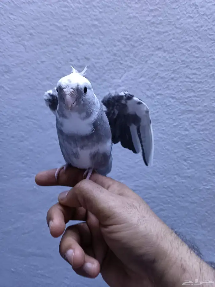 ذكر كروان هولندي ولوف مايعرف العض 6