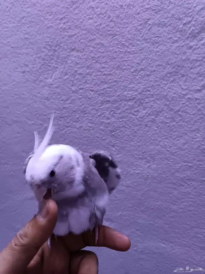 ذكر كروان هولندي ولوف مايعرف العض 7