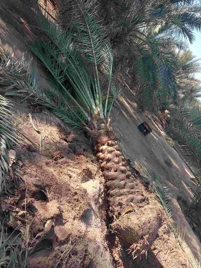 نقايل للبيع فنخاء مجدول صقعي هلالي خلاص سكري 8