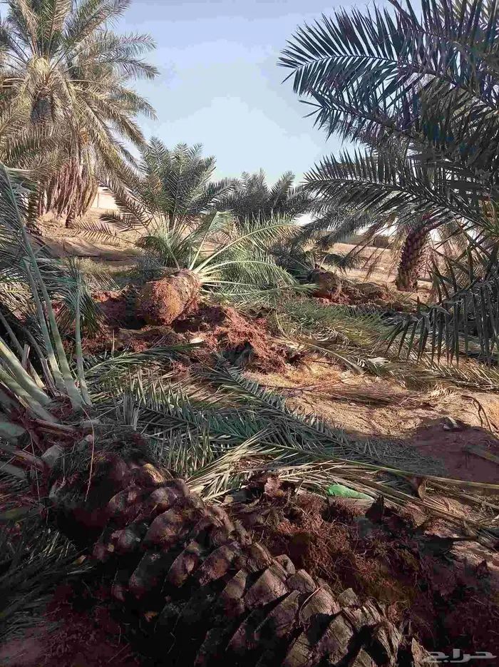 نقايل للبيع فنخاء مجدول صقعي هلالي خلاص سكري 7