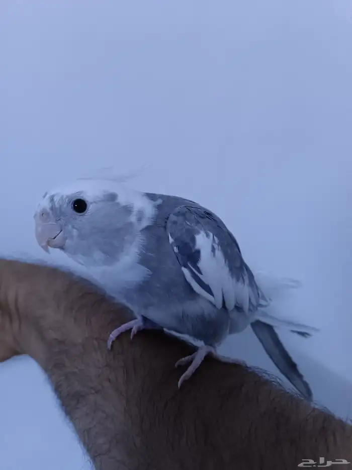 ذكر كروان هولندي ولوف مايعرف العض 0