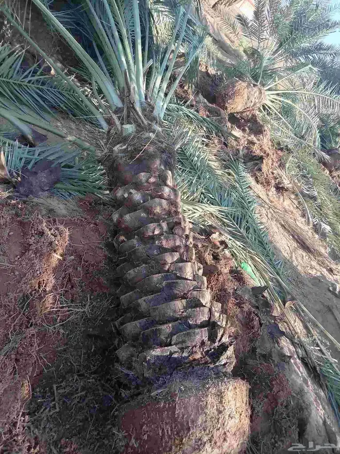 نقايل للبيع فنخاء مجدول صقعي هلالي خلاص سكري 6