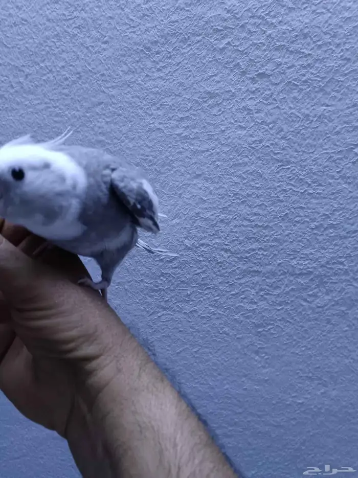 ذكر كروان هولندي ولوف مايعرف العض 3