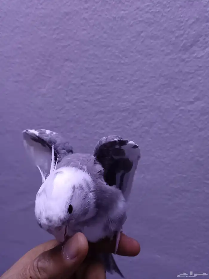 ذكر كروان هولندي ولوف مايعرف العض 9