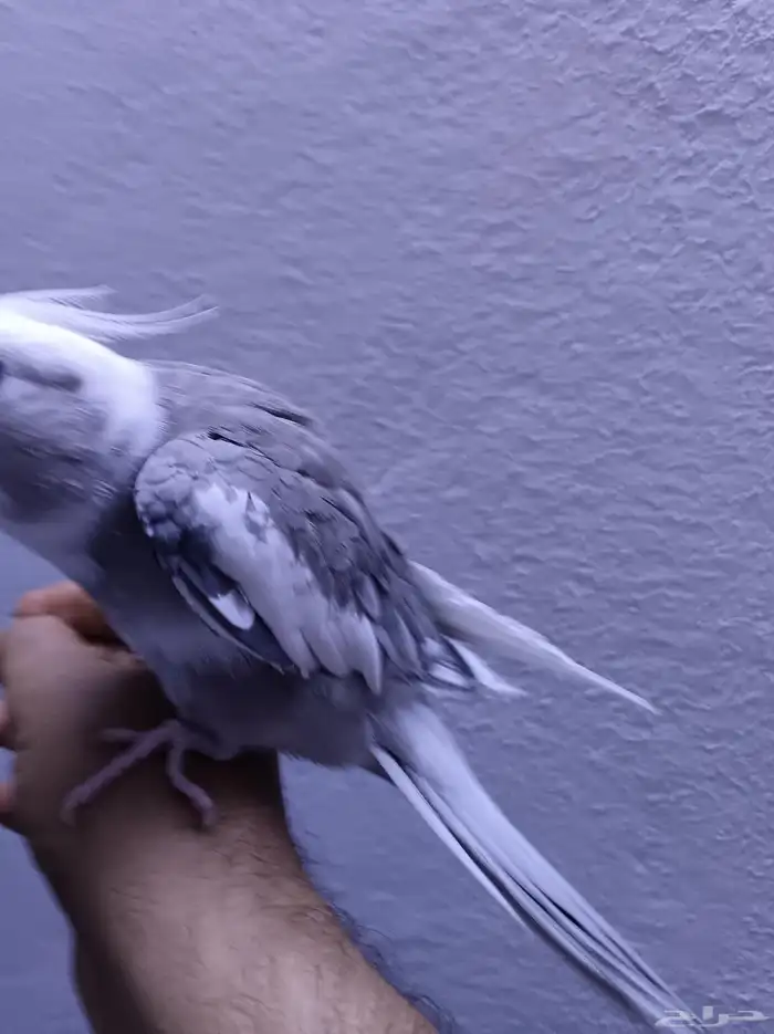 ذكر كروان هولندي ولوف مايعرف العض 8