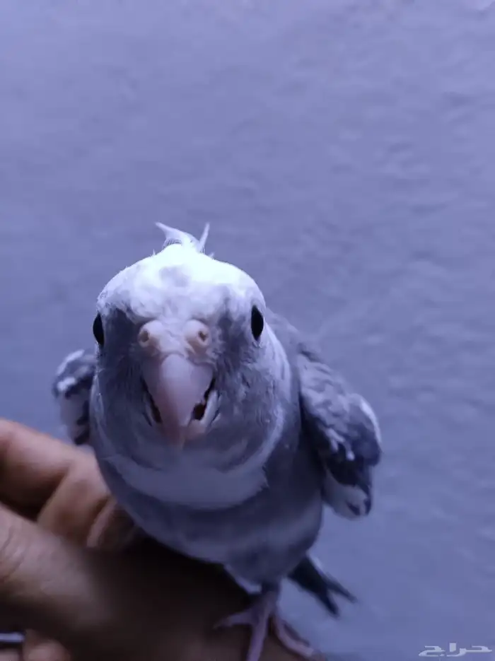 ذكر كروان هولندي ولوف مايعرف العض 4