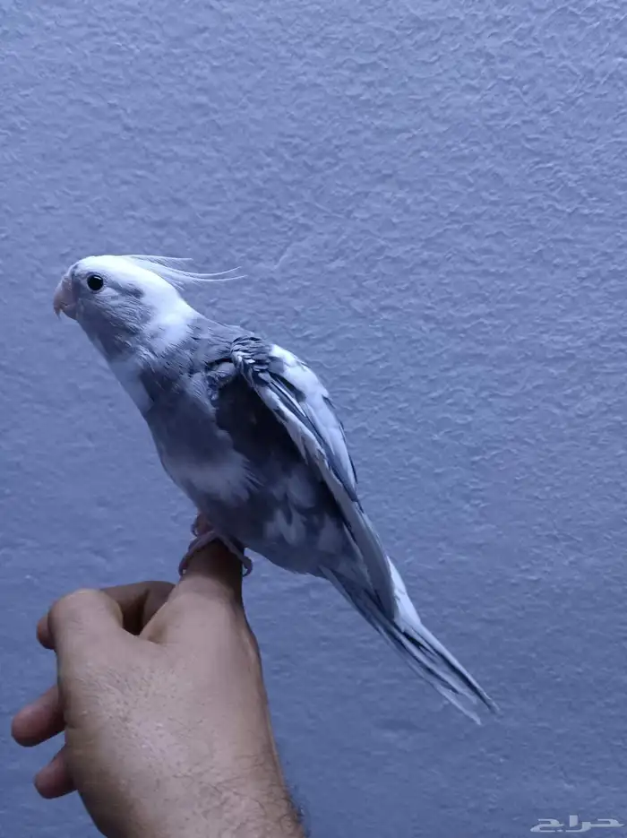 ذكر كروان هولندي ولوف مايعرف العض 5