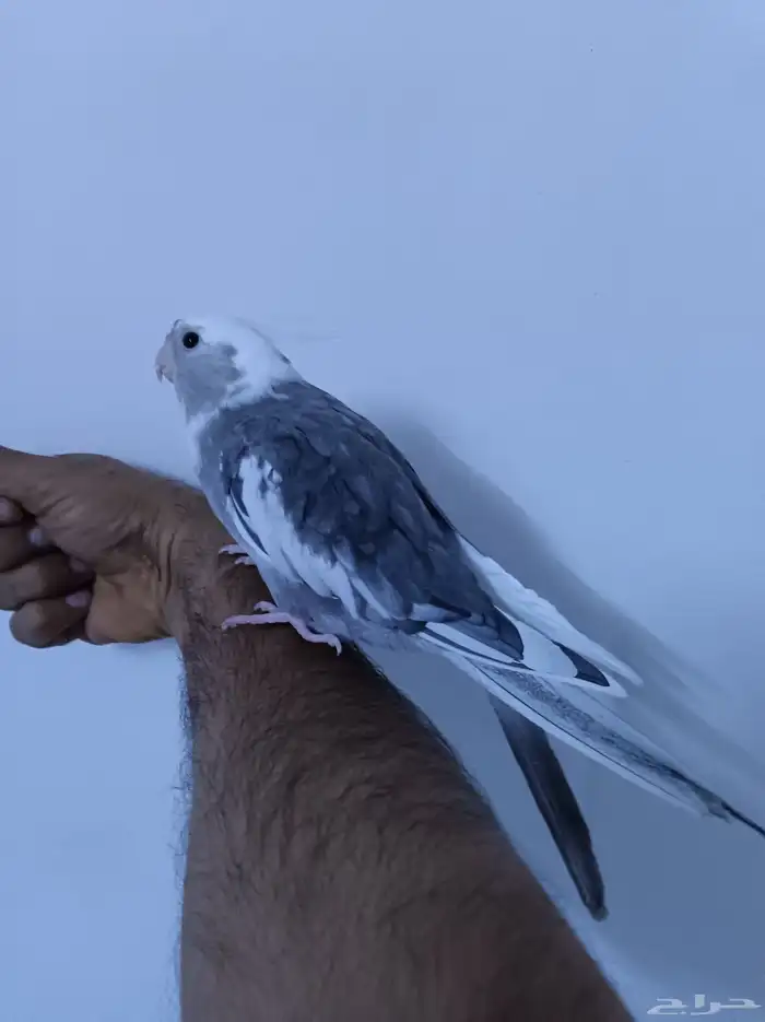 ذكر كروان هولندي ولوف مايعرف العض 2