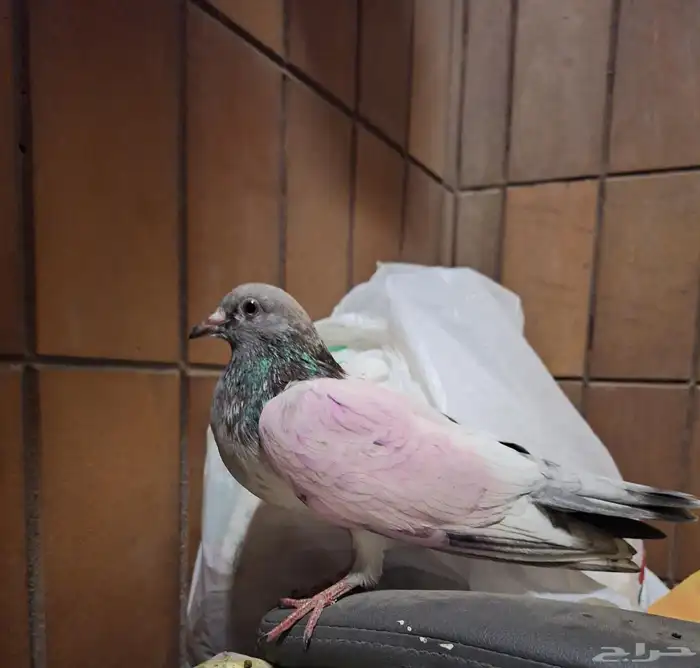 حمام زاجل ومشكل 8