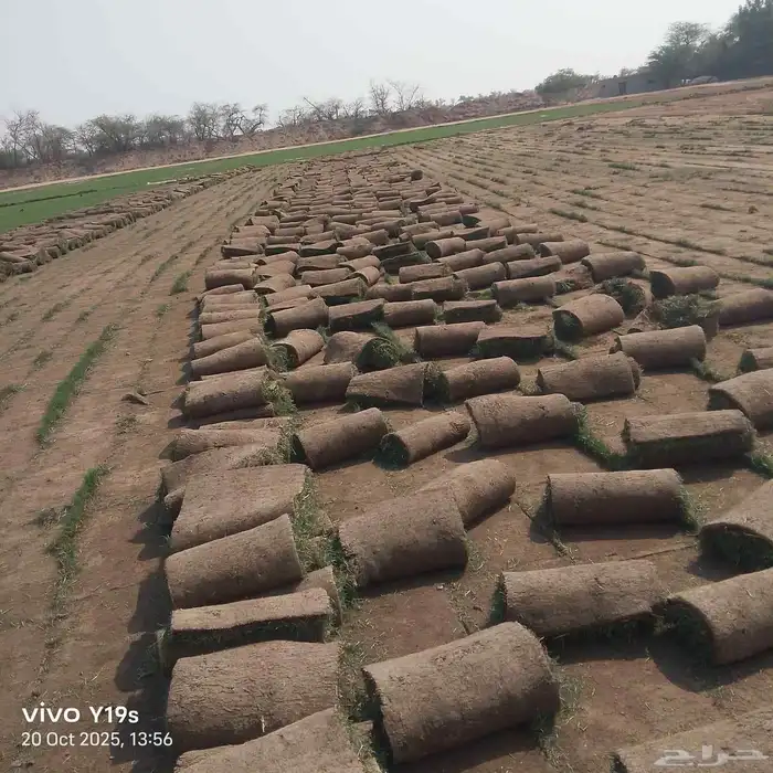 نجيل طبيعي 7