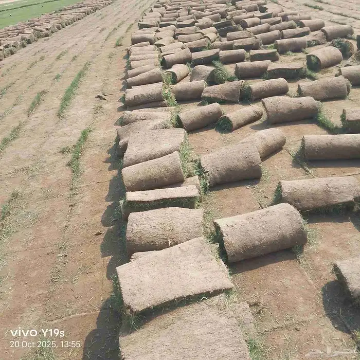 نجيل طبيعي 9