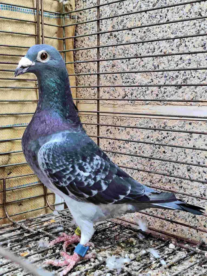 حمام زاجل ومشكل 2