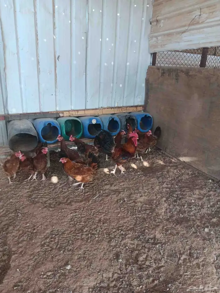 دجاج فرنسي احمر غامق 3