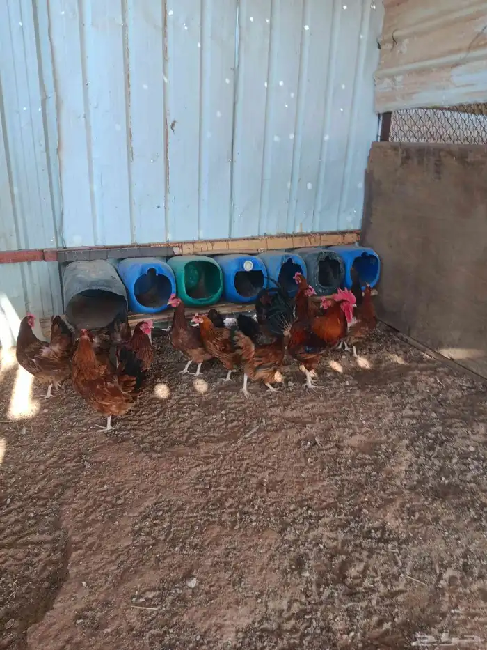 دجاج فرنسي احمر غامق 1