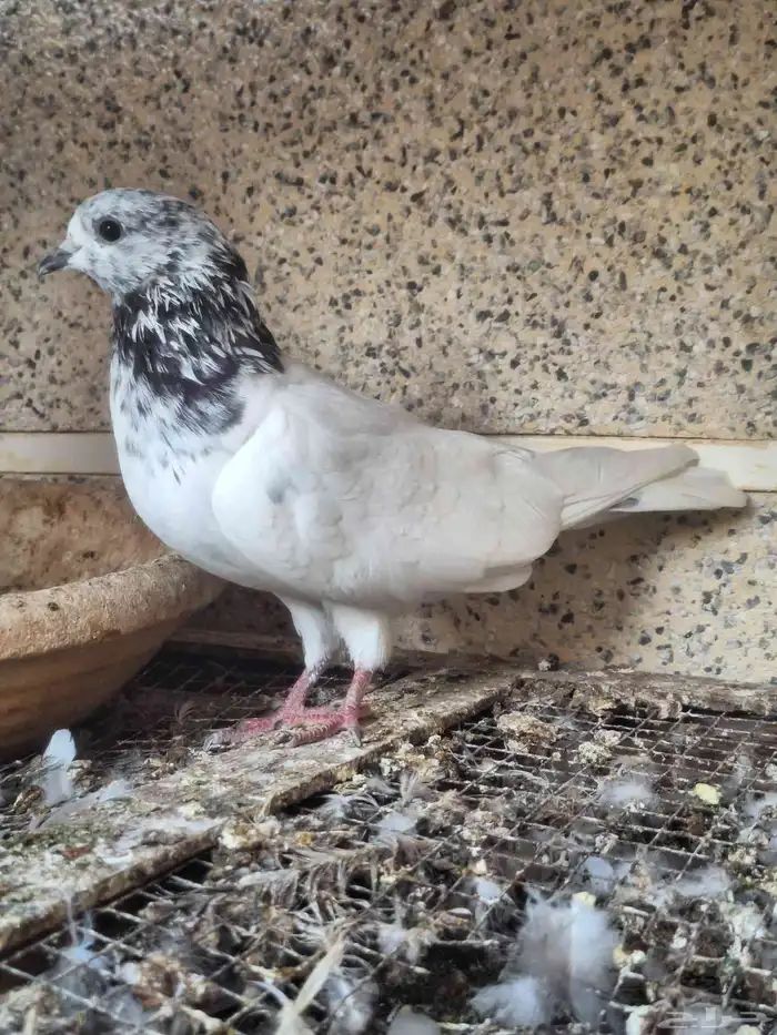 حمام زاجل ومشكل 11