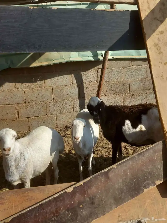 غنم ومزاء للبيع ع السوم فيها الي دافع قريب مرة وفيها المضرع 1