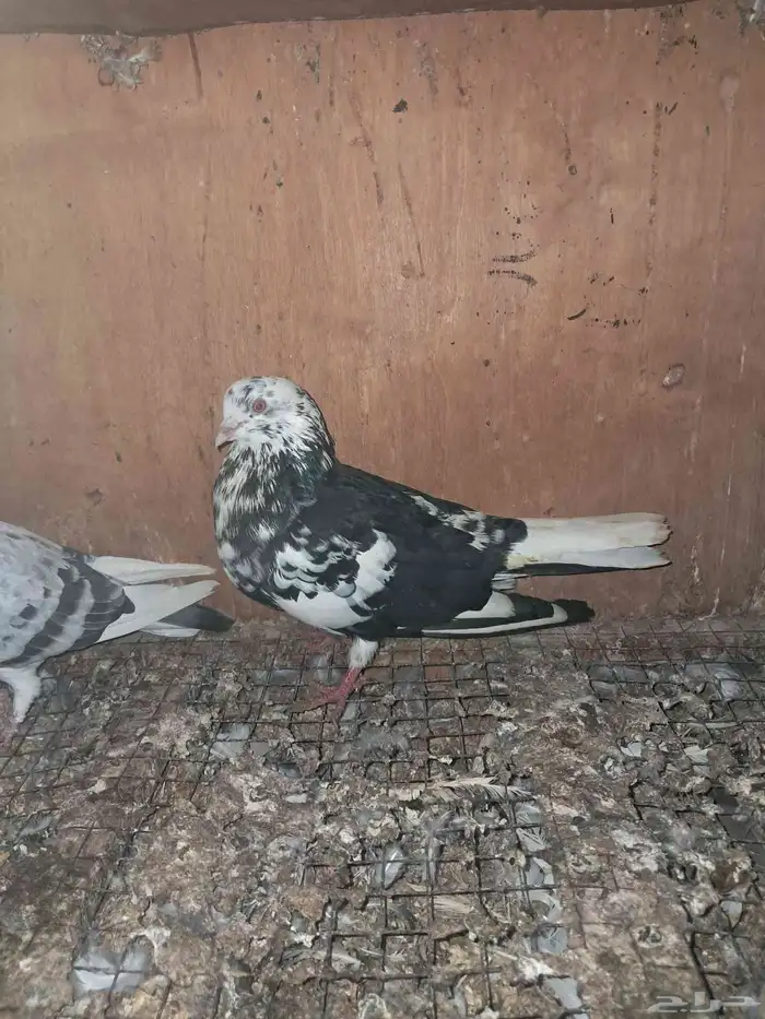 جوز قطيفي قلاب 1