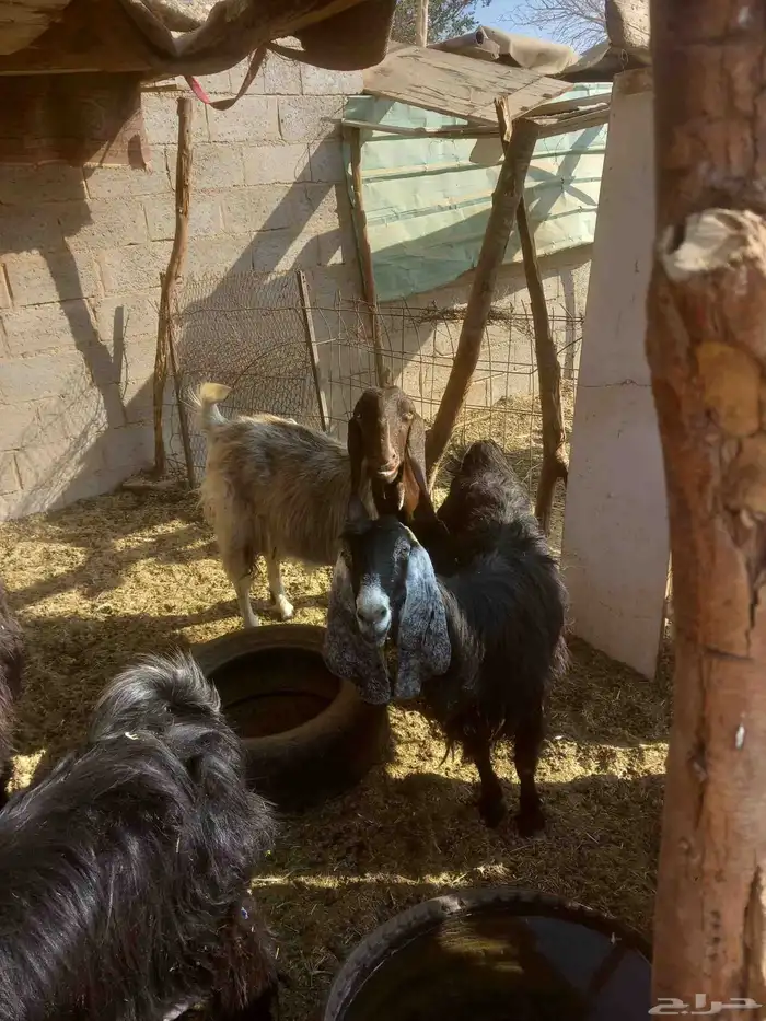 غنم ومزاء للبيع ع السوم فيها الي دافع قريب مرة وفيها المضرع 2