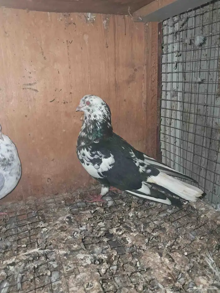 جوز قطيفي قلاب 2