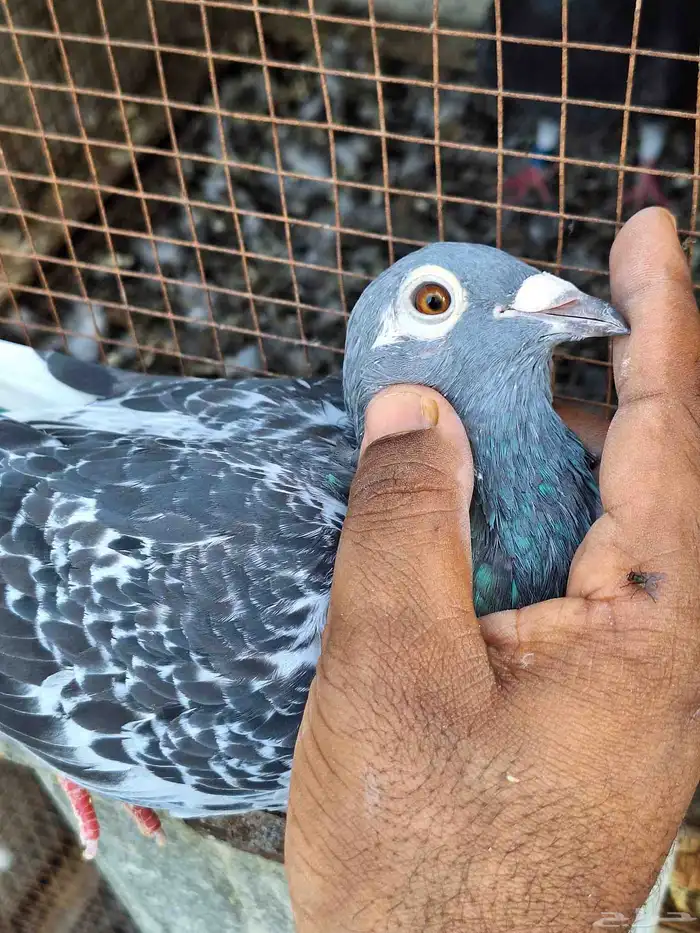 حمام زاجل ومشكل 7