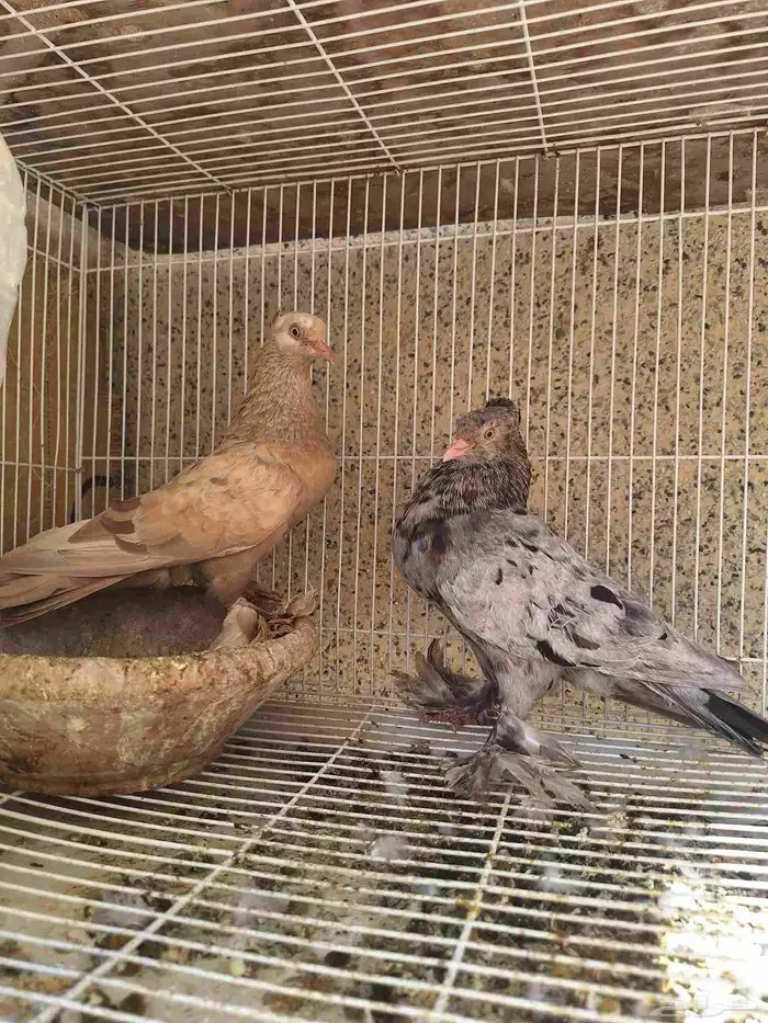 حمام زاجل ومشكل 3