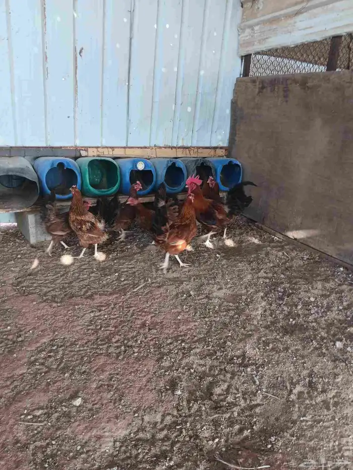 دجاج فرنسي احمر غامق 2